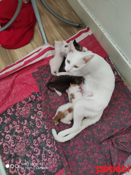 Tekir Kedi, Kedi  Yenidogan fotoğrafı