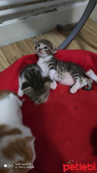 Tekir Kedi, Kedi  Yenidogan fotoğrafı