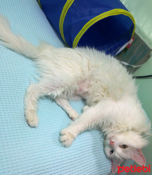 Van Kedisi, Kedi  Zilli fotoğrafı
