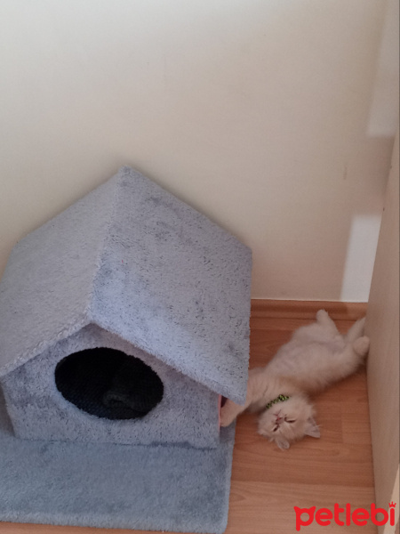İran Kedisi (Persian), Kedi  Coffy fotoğrafı