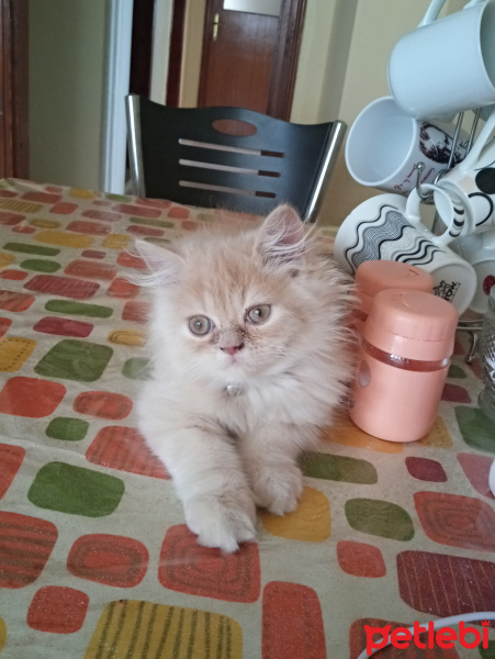 İran Kedisi (Persian), Kedi  Coffy fotoğrafı