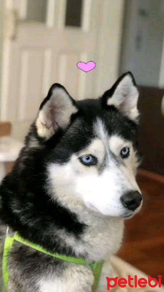 Sibirya Kurdu (Husky), Köpek  Pars fotoğrafı