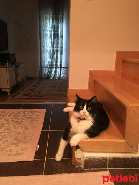 Tuxedo (Smokin) Kedi, Kedi  Mia fotoğrafı