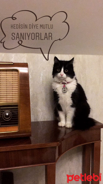 Tuxedo (Smokin) Kedi, Kedi  Mia fotoğrafı