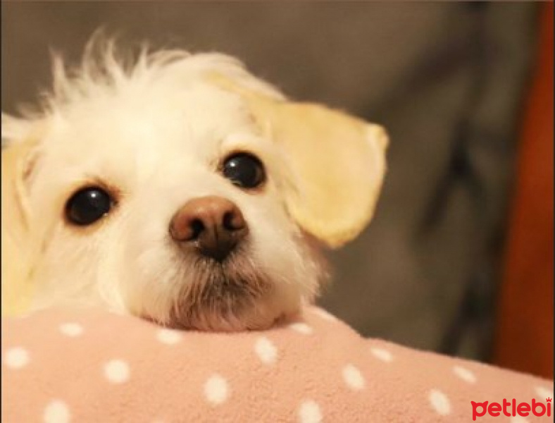 Maltese, Köpek  ÇAKIL fotoğrafı