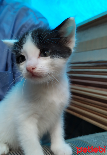 Tuxedo (Smokin) Kedi, Kedi  Panda fotoğrafı