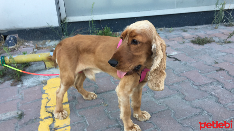 Amerikan Cocker Spaniel, Köpek  İsmi yok kaybolmus fotoğrafı