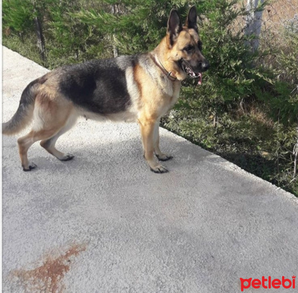 Alman Çoban Köpeği, Köpek  Tina fotoğrafı