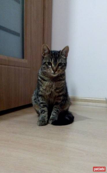 Tekir Kedi, Kedi  lütfü fotoğrafı