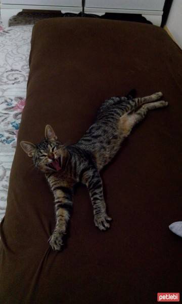 Tekir Kedi, Kedi  lütfü fotoğrafı