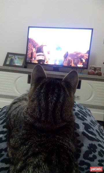 Tekir Kedi, Kedi  lütfü fotoğrafı