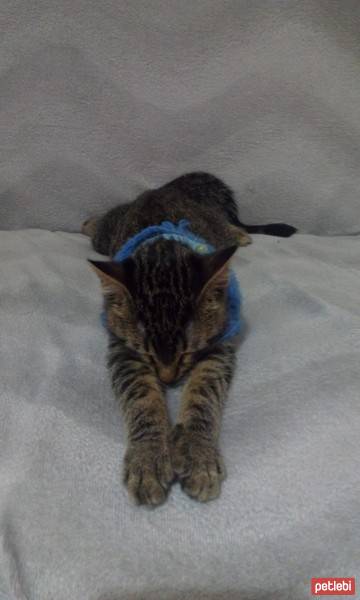 Tekir Kedi, Kedi  lütfü fotoğrafı