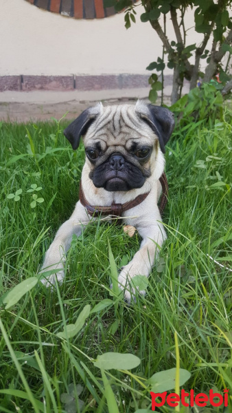 Pug, Köpek  Boris fotoğrafı