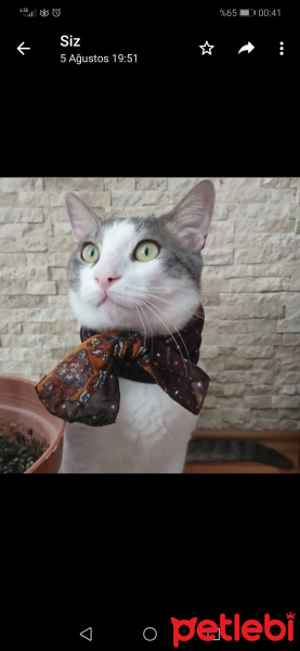 Tekir Kedi, Kedi  cello fotoğrafı