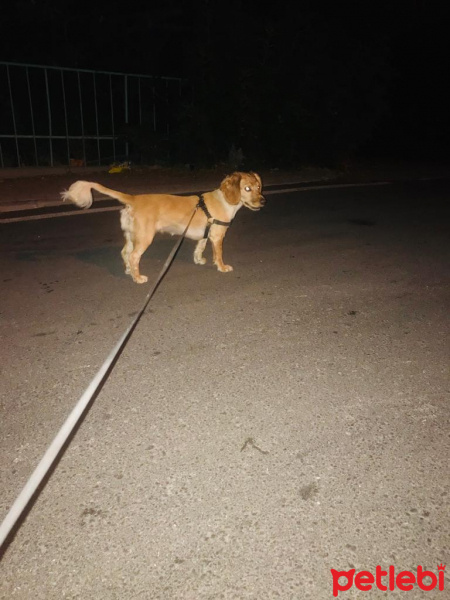 Amerikan Cocker Spaniel, Köpek  Leidi fotoğrafı