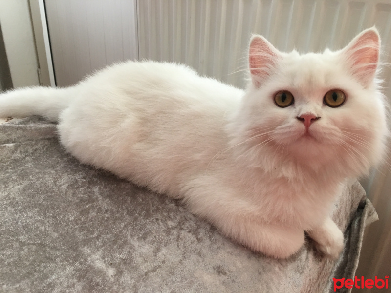 Chinchilla, Kedi  Pamuk Prenses fotoğrafı