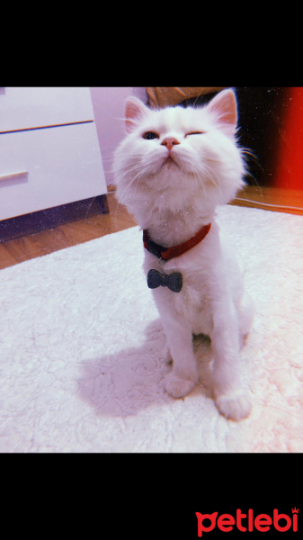 Chinchilla, Kedi  Pamuk Prenses fotoğrafı
