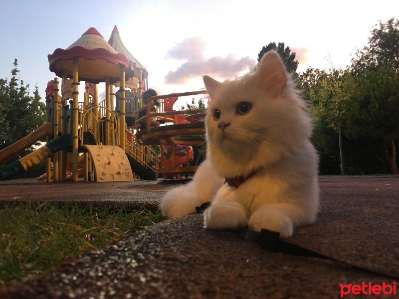 Chinchilla, Kedi  Pamuk Prenses fotoğrafı