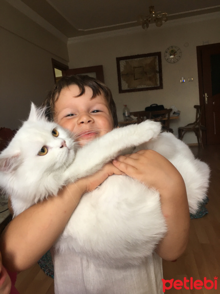 Chinchilla, Kedi  Pamuk Prenses fotoğrafı