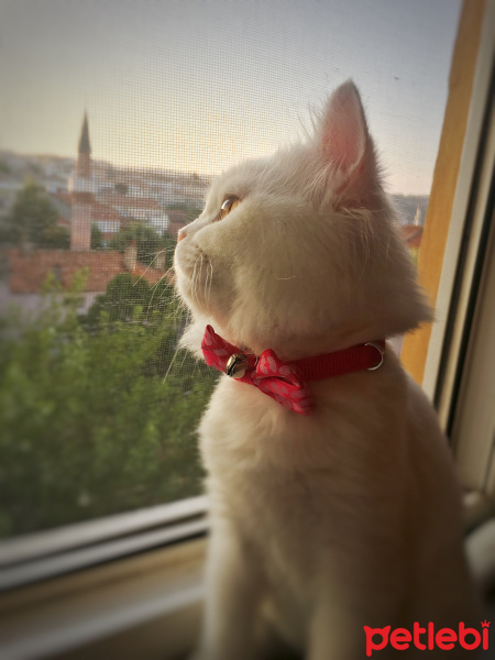 Chinchilla, Kedi  Pamuk Prenses fotoğrafı
