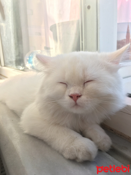 Chinchilla, Kedi  Pamuk Prenses fotoğrafı