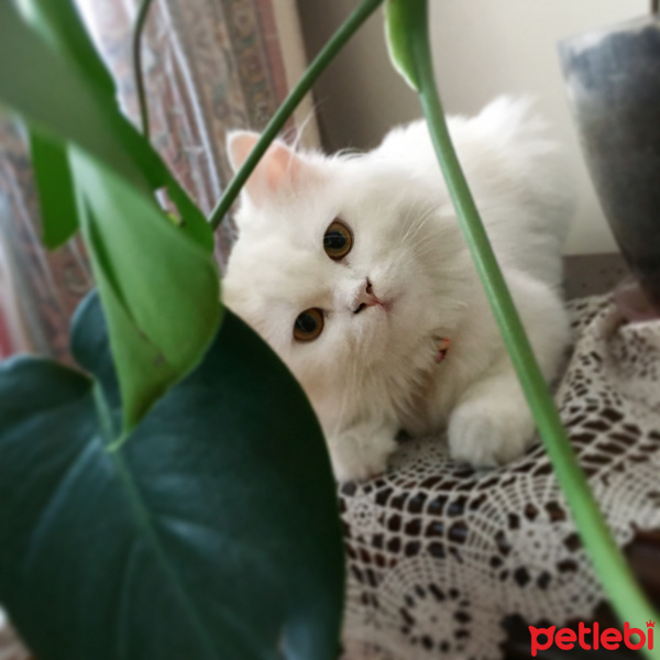 Chinchilla, Kedi  Pamuk Prenses fotoğrafı