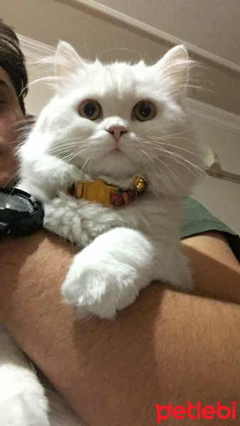 Chinchilla, Kedi  Pamuk Prenses fotoğrafı