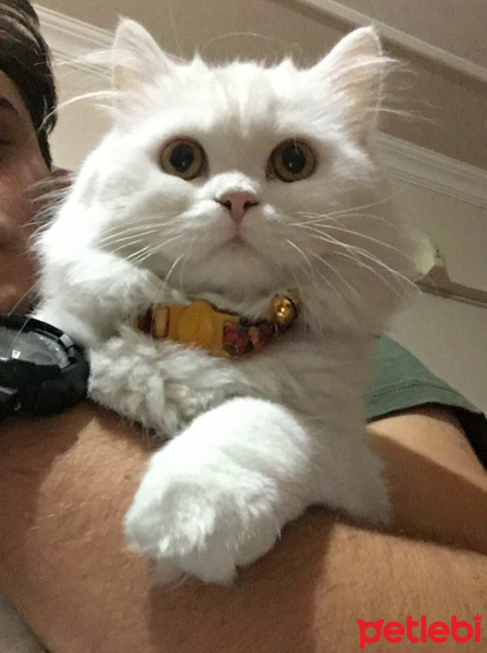 Chinchilla, Kedi  Pamuk Prenses fotoğrafı