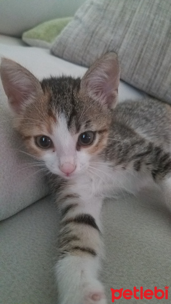 Tekir Kedi, Kedi  Fındık fotoğrafı