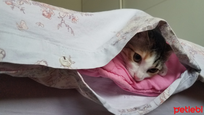 Tekir Kedi, Kedi  Fındık fotoğrafı