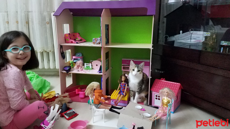 Tekir Kedi, Kedi  Fındık fotoğrafı