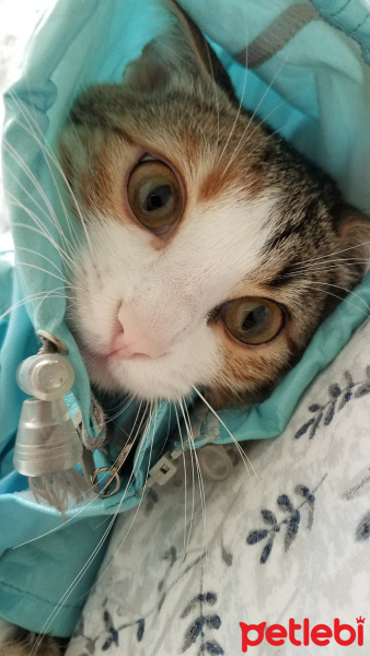 Tekir Kedi, Kedi  Fındık fotoğrafı