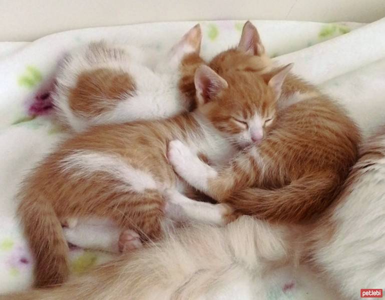 Ankara Kedisi, Kedi  Manya fotoğrafı