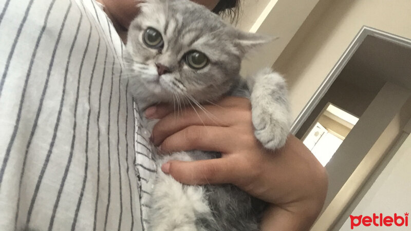 British Shorthair, Kedi  CEKU fotoğrafı