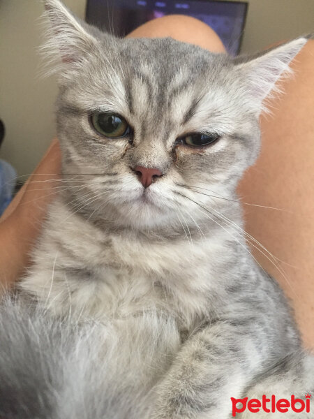 British Shorthair, Kedi  CEKU fotoğrafı