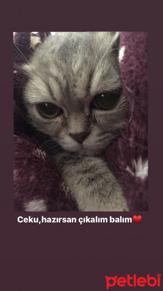 British Shorthair, Kedi  CEKU fotoğrafı