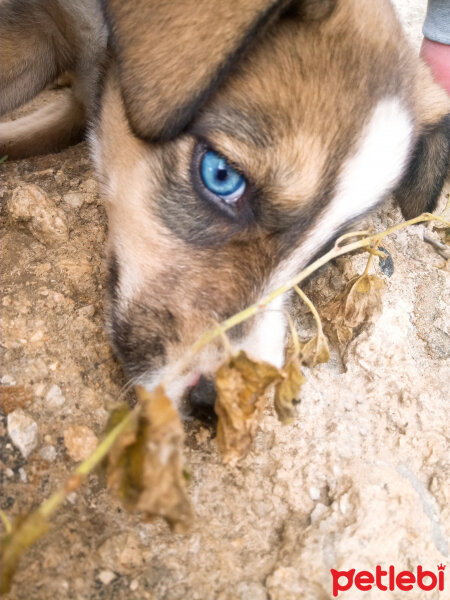 Sokö (Sokak Köpeği), Köpek  Ares fotoğrafı