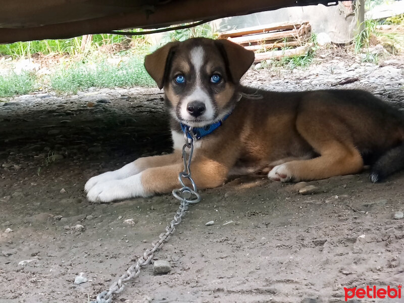 Sokö (Sokak Köpeği), Köpek  Ares fotoğrafı