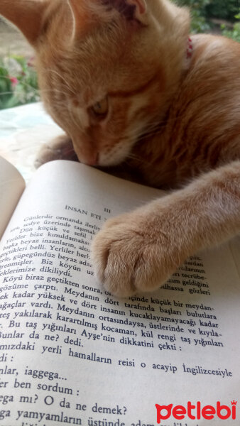 Soke, Kedi  Pia fotoğrafı