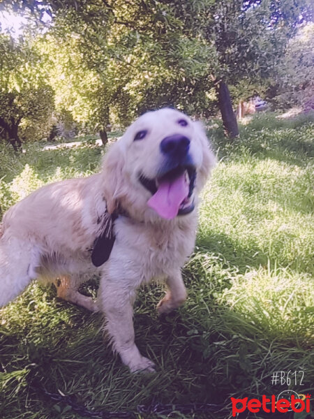 Golden Retriever, Köpek  Köpük fotoğrafı