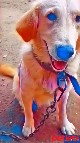 Golden Retriever, Köpek  Köpük fotoğrafı