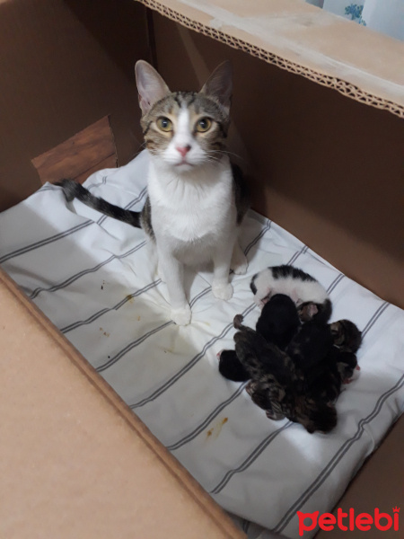 Tekir Kedi, Kedi  Şirin fotoğrafı