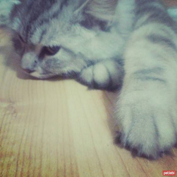 İran Kedisi (Persian), Kedi  Ercü fotoğrafı