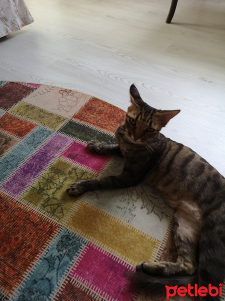 Tekir Kedi, Kedi  Bella fotoğrafı