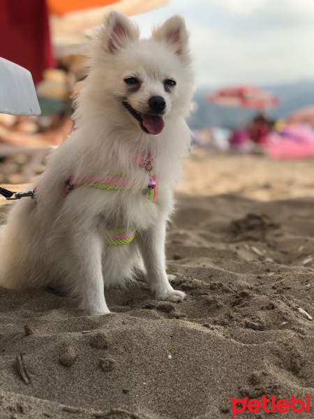 Pomeranyalı, Köpek  Candy fotoğrafı