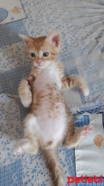 Sarman, Kedi  Sezar fotoğrafı