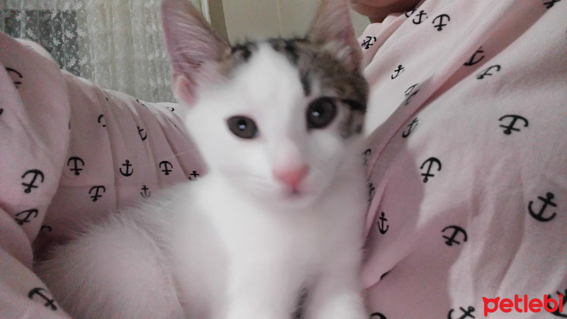 Tekir Kedi, Kedi  Dervis fotoğrafı