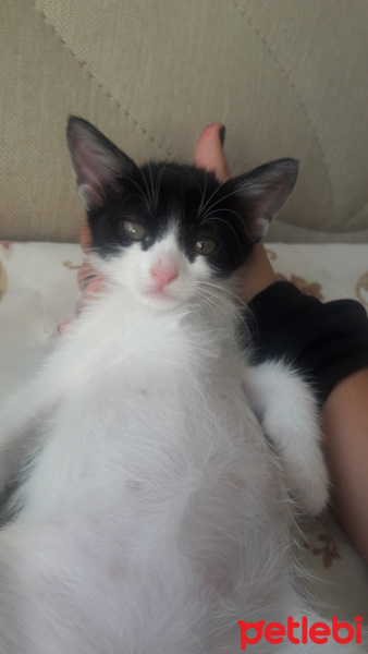 İran Kedisi (Persian), Kedi  Melodi fotoğrafı