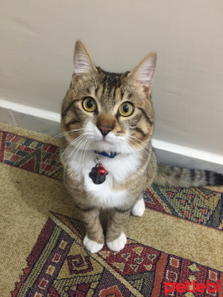 Tekir Kedi, Kedi  Yavruş fotoğrafı