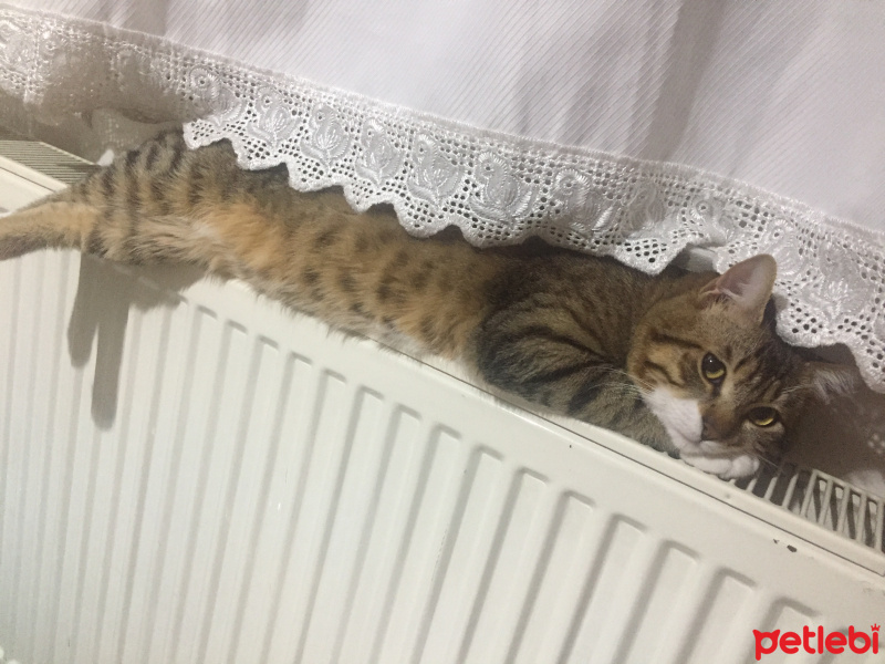 Tekir Kedi, Kedi  Yavruş fotoğrafı